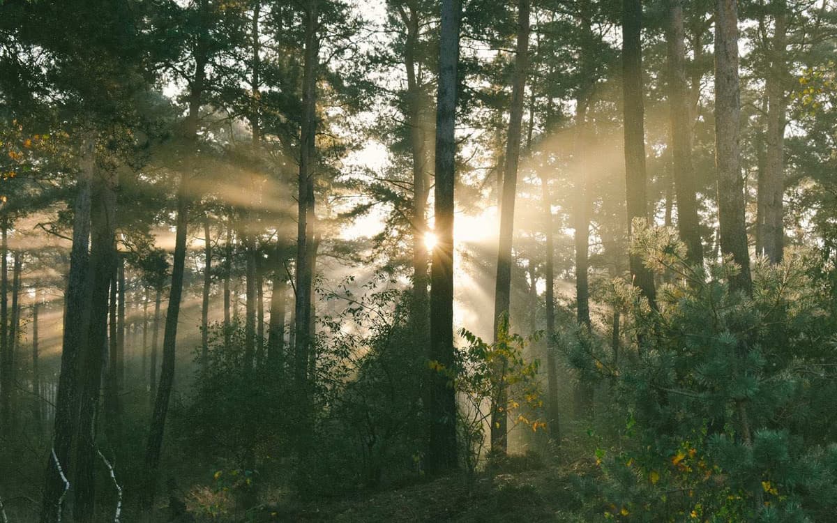 Rayons de soleil à travers les arbres d'une forêt